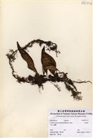 藏品(骨牌蕨)的圖片